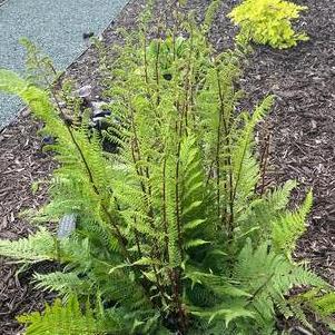 Fern Athyrium filix-femina 'Lady in Red'