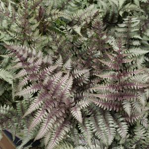 Fern Athyrium niponicum 'Pictum'