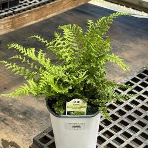 Fern Dryopteris affinis Cristata 'The King'
