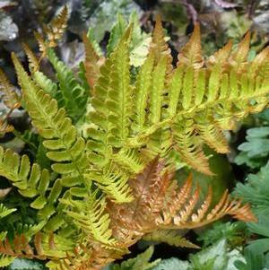 Fern Dryopteris erythrosora