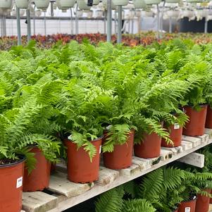 Fern Matteuccia struthiopteris