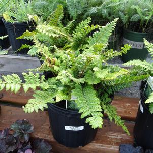 Fern Polystichum acrostichoides