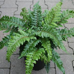 Fern Polystichum polyblepharum