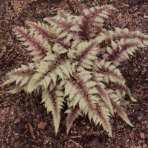 Fern Athyrium niponicum 'Regal Red'