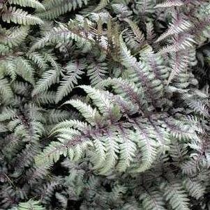 Fern Athyrium niponicum 'Silver Falls'