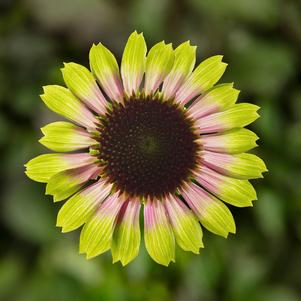 Echinacea purpurea 'Prairie Blaze™ Vintage Lime'