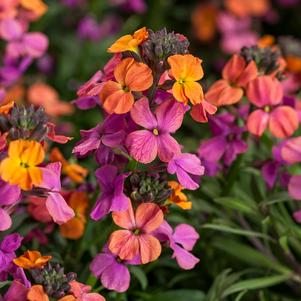 Erysimum linifolium 'Erysistible™ Bronze Rose'