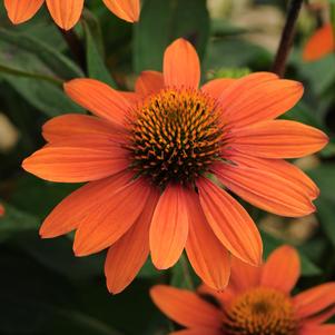 Echinacea 'Sombrero® Adobe Orange'
