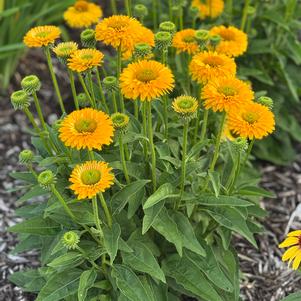 Echinacea 'SunSeekers Golden Sun'