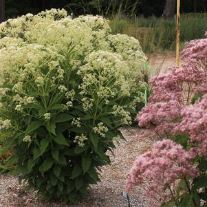 Eupatorium 'Monarch Madness® White'