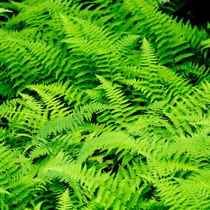 Fern Dennstaedtia punctilobula