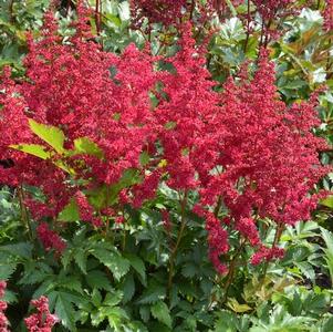Astilbe chinensis 'Lowlands Ruby Red'