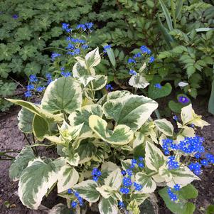 Brunnera macrophylla 'Variegata'