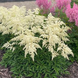 Astilbe chinensis 'Fireworks White'