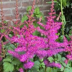Astilbe chinensis 'Mighty™ Max'
