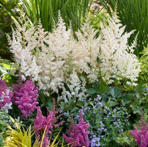 Astilbe chinensis 'Vision in White Delight'