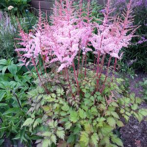 Astilbe chinensis 'Delft Lace'