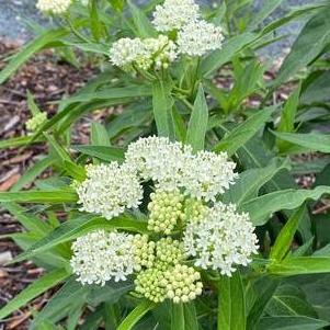 Asclepias incarnata 'Ice Ballet'