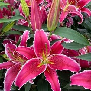 Lilium - Oriental Lily 'Starfighter'