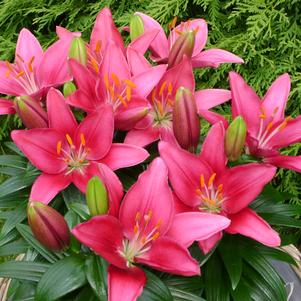 Lilium - Asiatic Pot Lily Looks™ 'Tiny Pearl'