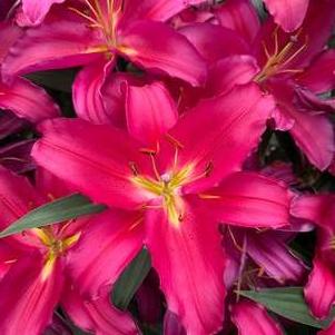 Lilium - Oriental Lily 'Tarrango'