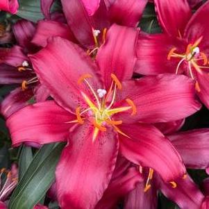Lilium - Oriental Lily 'Scorpio'