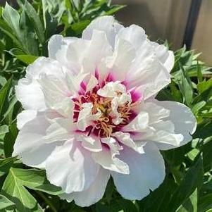 Peony ITOH 'Cora Louise'
