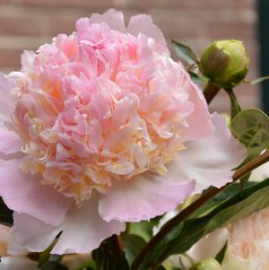 Peony 'Top Brass'