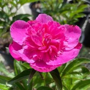 Peony 'Bouquet Perfect'