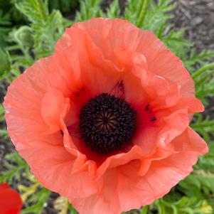 Papaver orientalis 'Aglaya'