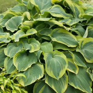 Hosta 'Earth Angel'