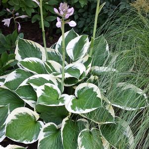 Hosta 'Patriot'