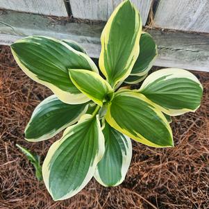 Hosta 'Diana Remembered'