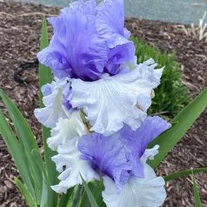 Iris germanica 'Wintry Sky'