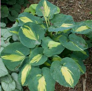 Hosta 'Dream Weaver'