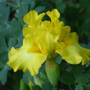 Iris Intermediate Bearded germanica 'Limonada'