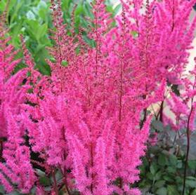 Astilbe chinensis 'Mighty™ Chocolate Cherry'