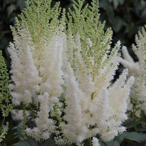 Astilbe chinensis 'Lowlands White'