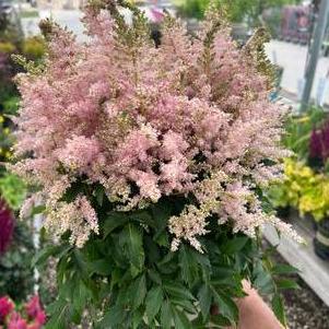 Astilbe 'Younique™ Silvery Pink'
