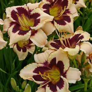 Hemerocallis Moonlit Masquerade