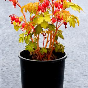 Dicentra spectabillis 'Ruby Gold'