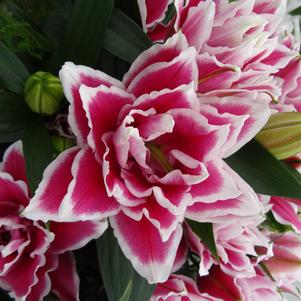 Lilium - Oriental Lily Double Flowering 'Roselily™ Samantha'