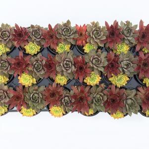 Sempervivum Chick Charms® 'Trio Candied Campfire™'