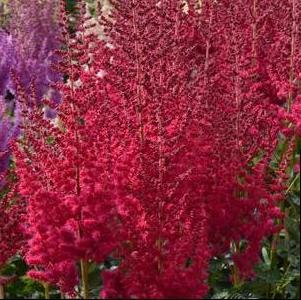 Astilbe chinensis 'Hot Pearls®'