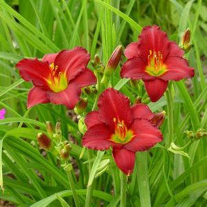 Hemerocallis Pardon Me