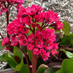 Bergenia cordifolia 'VINTAGE™ Rose'