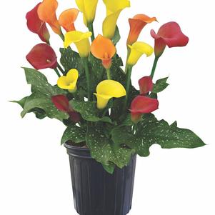 Calla 'Trio Sunshine'