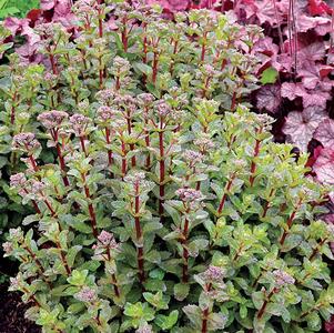 Sedum Tall Upright Clumping 'Double Martini'