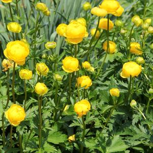 Trollius europaeus 'Superbus'