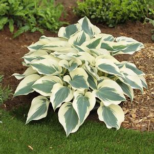 Hosta 'Firn Line'